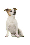 Jack Russell Terrier in front of white background