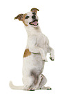 Jack Russell Terrier in front of white background