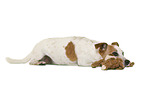 Jack Russell Terrier in front of white background