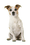 Jack Russell Terrier in front of white background