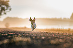 running Jack Russell Terrier