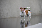 bathing Jack Russell Terrier