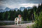 Jack Russell Terrier