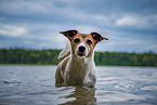 bathing Jack Russell Terrier