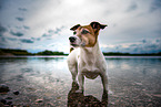 bathing Jack Russell Terrier