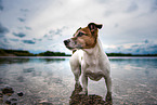 bathing Jack Russell Terrier