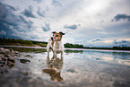 bathing Jack Russell Terrier