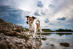 Jack Russell Terrier