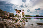 Jack Russell Terrier