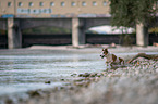 running Jack Russell Terrier