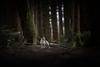 Jack Russell Terrier