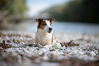 lying Jack Russell Terrier