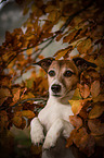 begging Jack Russell Terrier