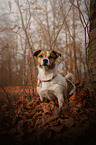 sitting Jack Russell Terrier