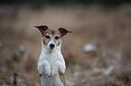 begging Jack Russell Terrier