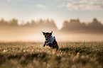 running Jack Russell Terrier