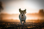 running Jack Russell Terrier