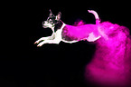 Jack Russell Terrier with holi powder