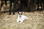 lying Jack Russell Terrier