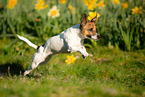 running Jack Russell Terrier