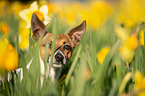 Jack Russell Terrier Portrait