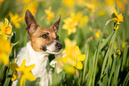 Jack Russell Terrier Portrait