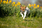 running Jack Russell Terrier