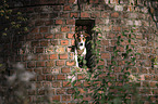 young Jack Russell Terrier