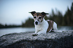 lying Jack Russell Terrier