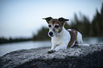 lying Jack Russell Terrier