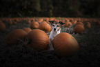 sitting Jack Russell Terrier