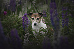 Jack Russell Terrier Portrait