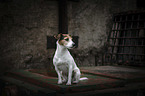 sitting Jack Russell Terrier