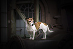 Jack Russell Terrier