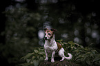 sitting Jack Russell Terrier