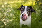 Jack Russell Terrier Portrait