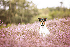 Jack Russell Terrier in heath