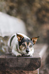 prick-eared Jack Russell Terrier