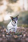 prick-eared Jack Russell Terrier