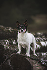 old Jack Russell Terrier