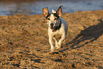 Jack Russell Terrier by the water