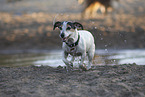 Jack Russell Terrier by the water