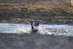 Jack Russell Terrier by the water