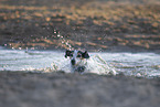 Jack Russell Terrier by the water