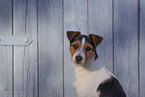 wirehaired Jack Russell Terrier