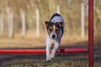 wirehaired Jack Russell Terrier