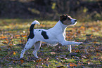 wirehaired Jack Russell Terrier