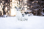 tricolor Jack Russell Terrier