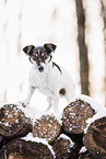 tricolor Jack Russell Terrier