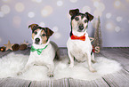 Jack Russell Terrier in Christmas Deko